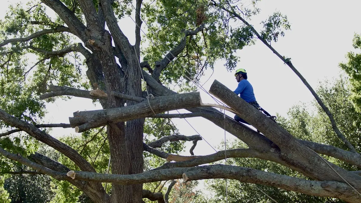 Professional Crown Thinning performed by certified arborists in Clifton Forge